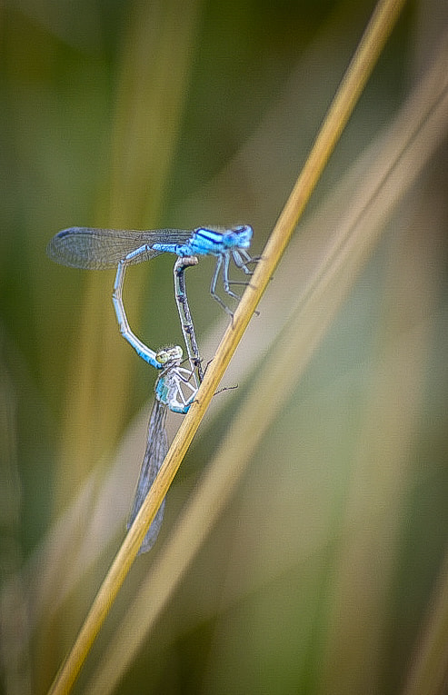 Damselflies